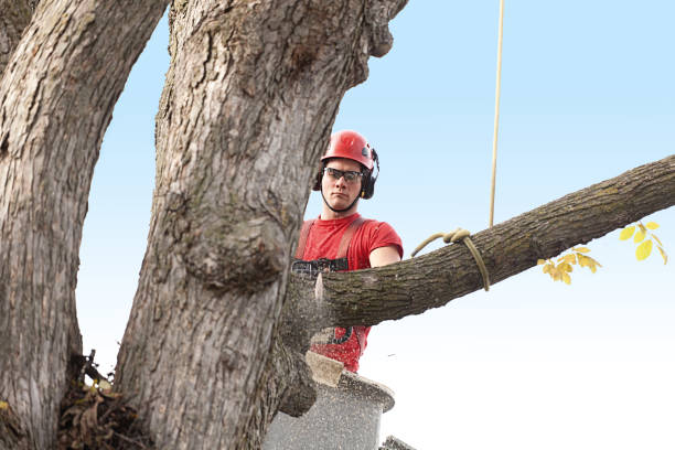 Professional Tree Care in Central Point, OR